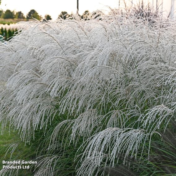 Miscanthus sinensis 'Silver Charm'