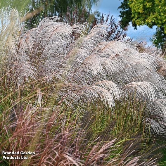 Miscanthus sinensis 'Silver Charm'