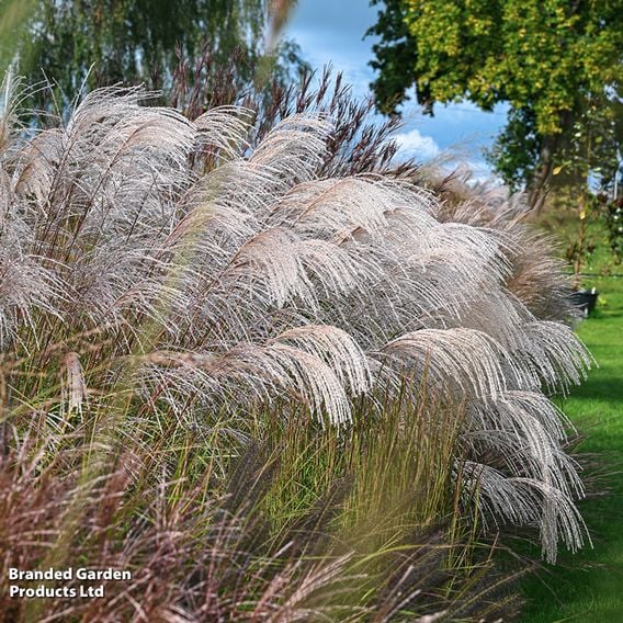 Miscanthus sinensis 'Silver Charm'