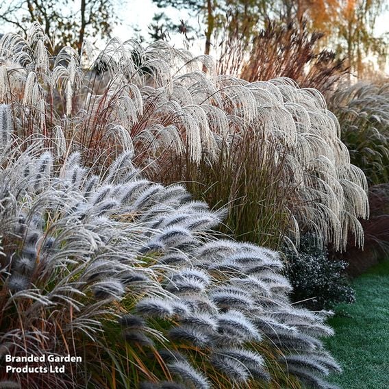 Miscanthus sinensis 'Silver Charm'