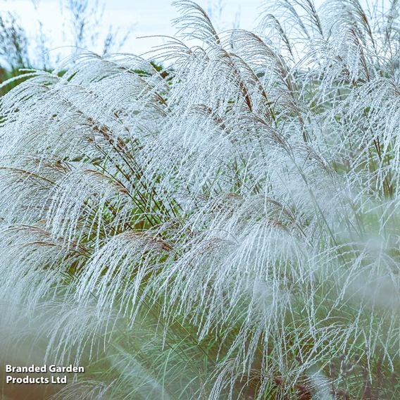 Miscanthus sinensis 'Silver Charm'