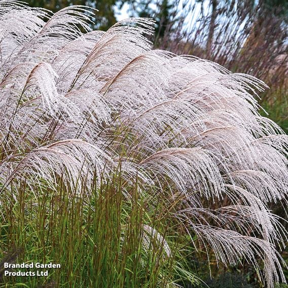 Miscanthus sinensis 'Silver Charm'