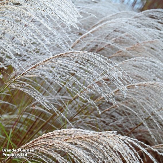 Miscanthus sinensis 'Silver Charm'