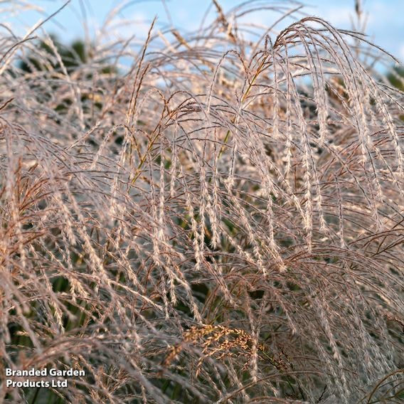 Miscanthus sinensis 'Silver Charm'