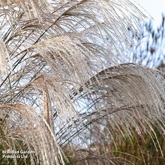 Miscanthus sinensis 'Silver Charm'