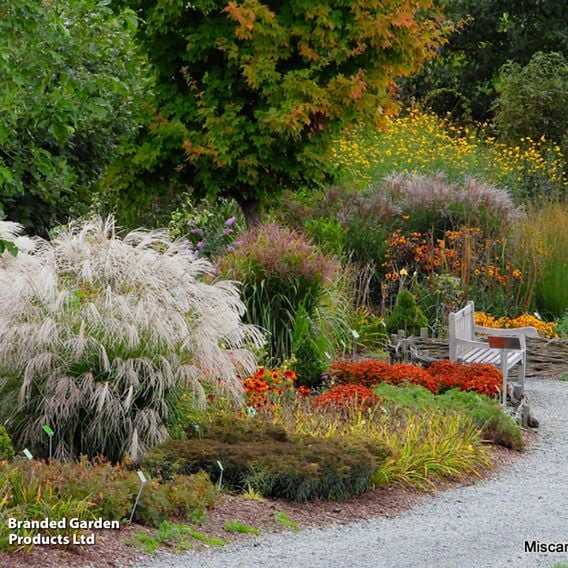 Miscanthus sinensis 'Silver Charm'