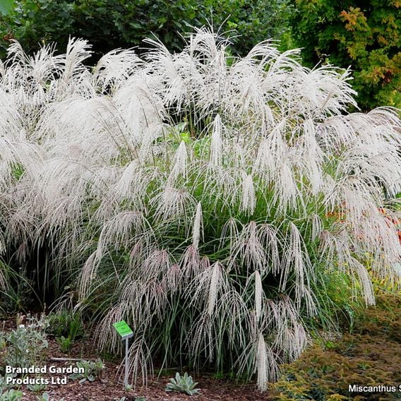 Miscanthus sinensis 'Silver Charm'