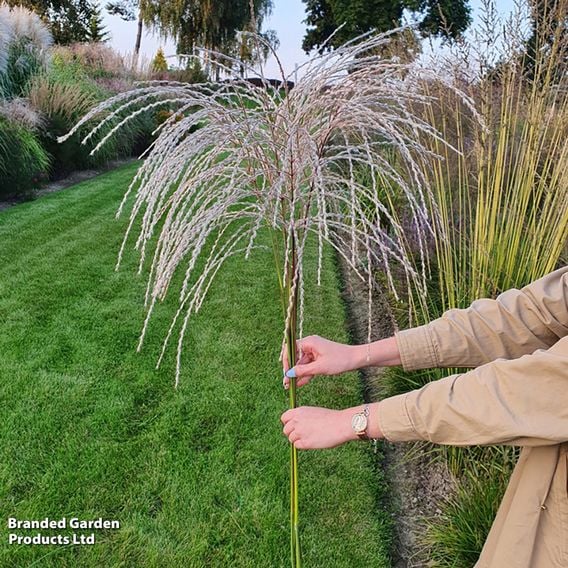 Miscanthus sinensis 'Silver Charm'