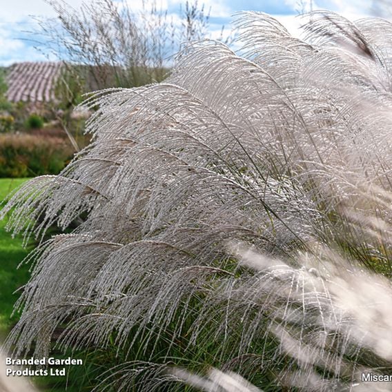 Miscanthus sinensis 'Silver Charm'