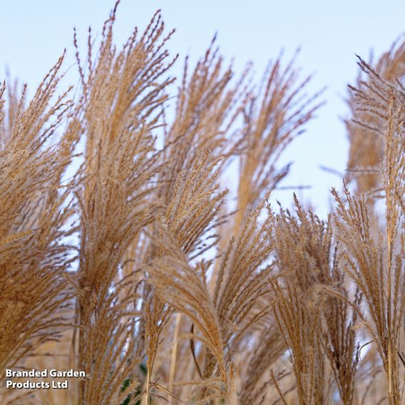 Miscanthus sinensis 'Yakushima Dwarf'