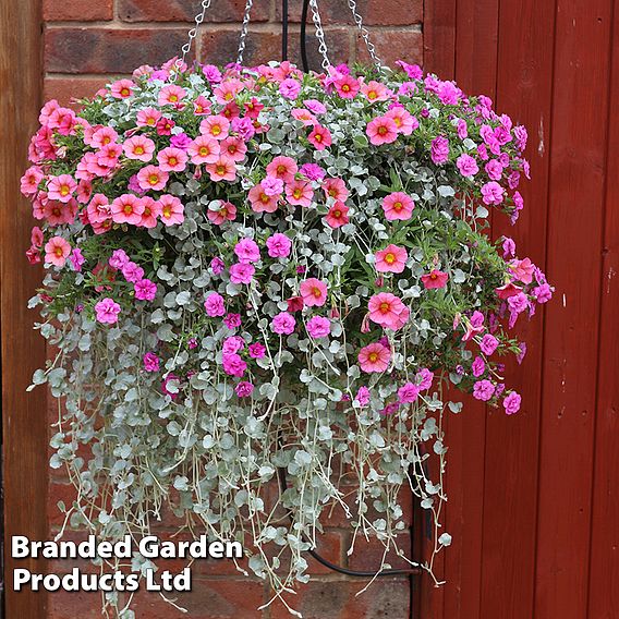 Nurseryman's Choice Hanging Basket Mixed Collection