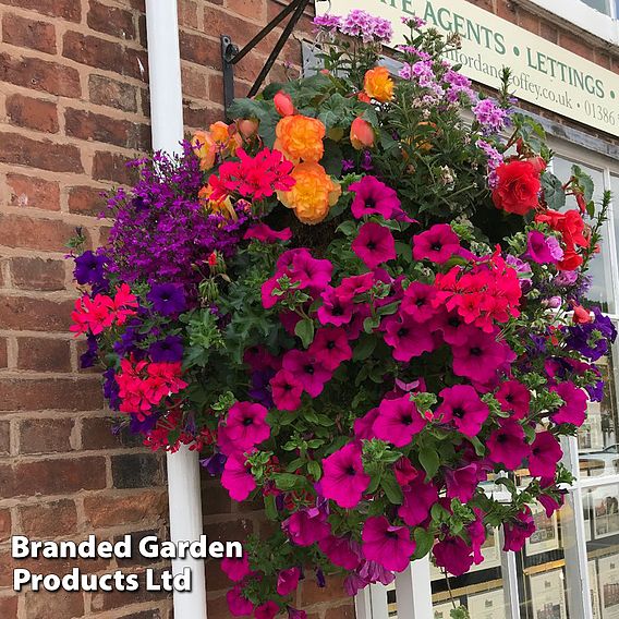 Nurseryman's Choice Hanging Basket Mixed Collection