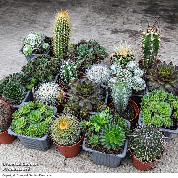 Cactus & Sempervivum Mixed Collection