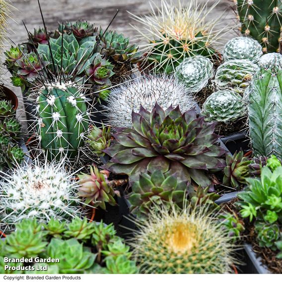 Cactus & Sempervivum Mixed Collection