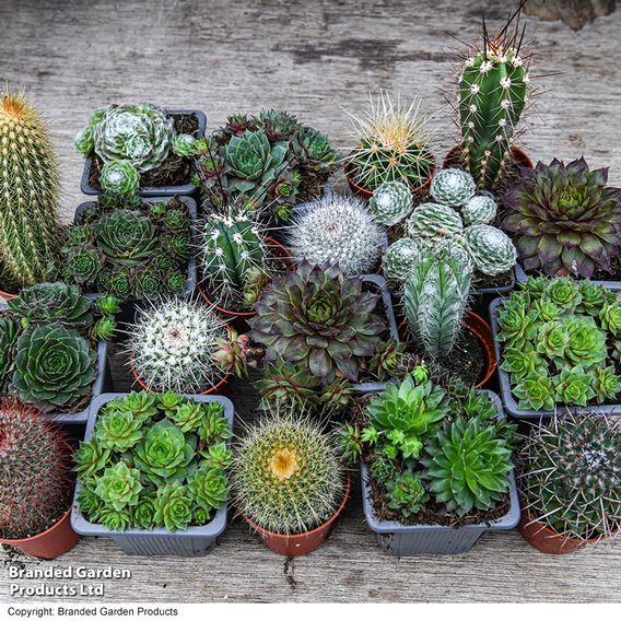 Cactus & Sempervivum Mixed Collection
