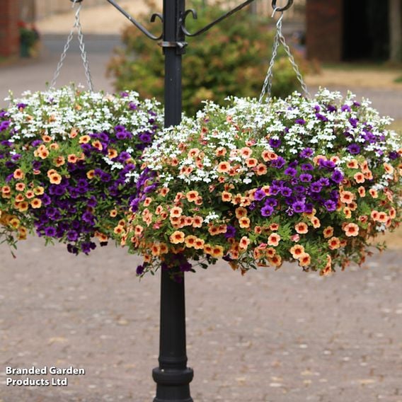 Fruit Salad Pre-Planted Basket