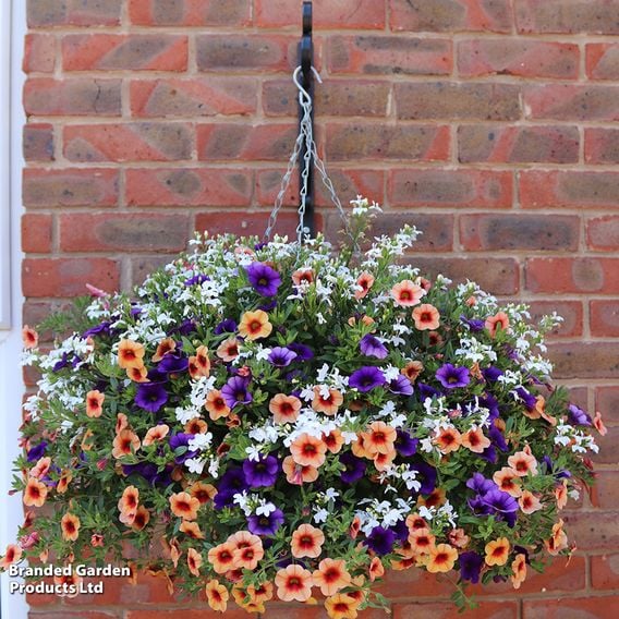 Fruit Salad Pre-Planted Basket