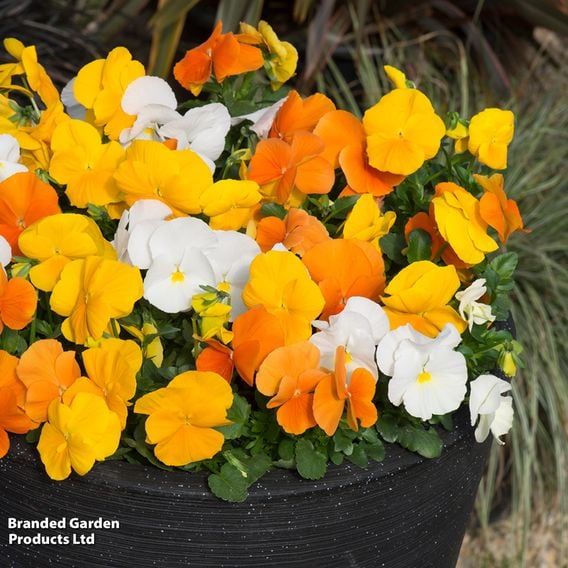 Winter Bedding Super Saver Collection