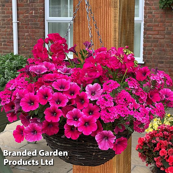 Pink Shockwave preplanted hanging basket