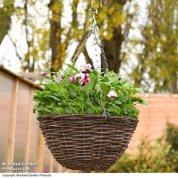 Viola 'Raspberry Fools'