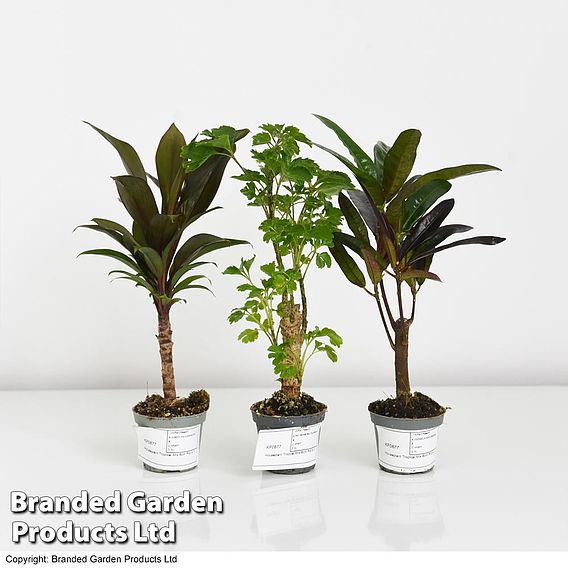 Houseplant Tropical Mix