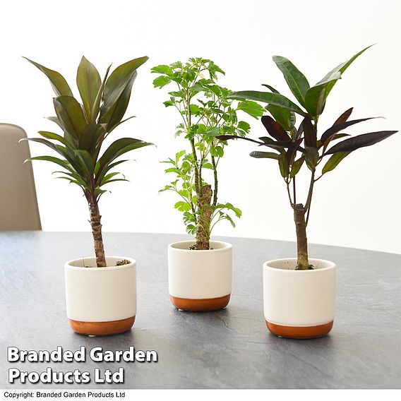 Houseplant Tropical Mix