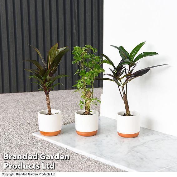 Houseplant Tropical Mix