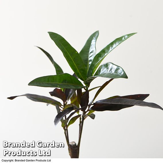 Houseplant Tropical Mix