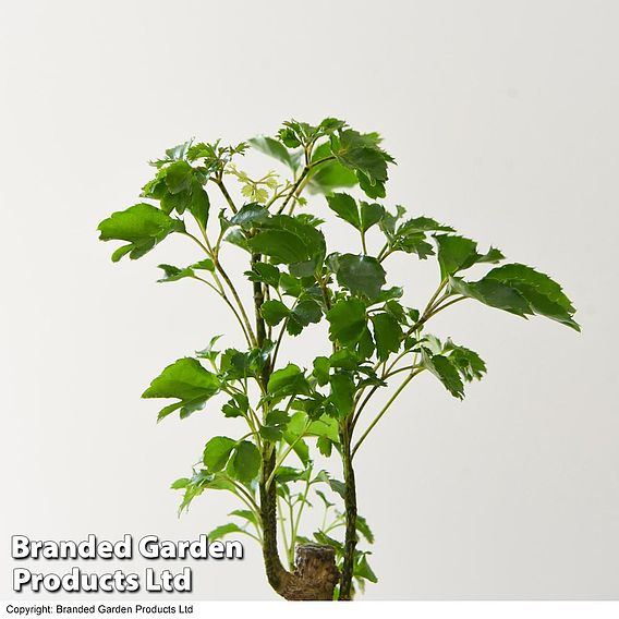 Houseplant Tropical Mix