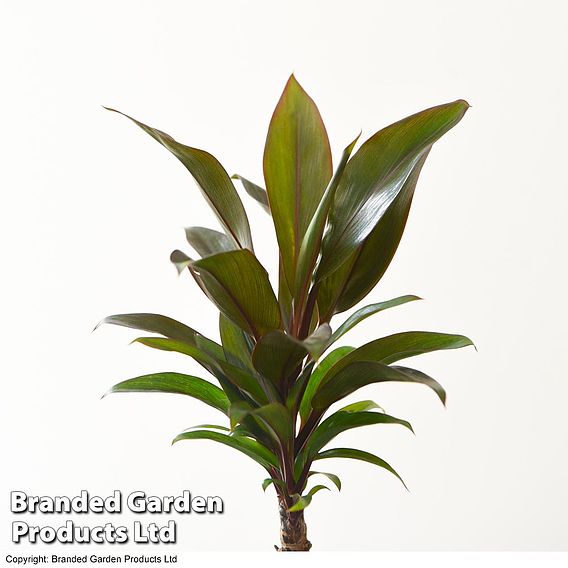 Houseplant Tropical Mix