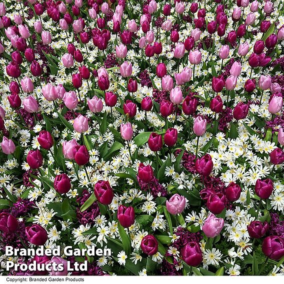 Tulip, Hyacinth & Anemone Mix