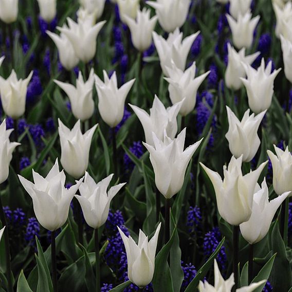 Tulip White and Muscari Blue Mix