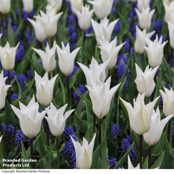 Tulip 'White' and Muscari 'Blue' Mix
