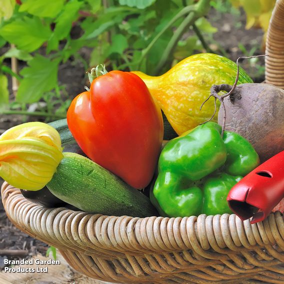 Nurseryman's Choice Vegetables for Small Spaces