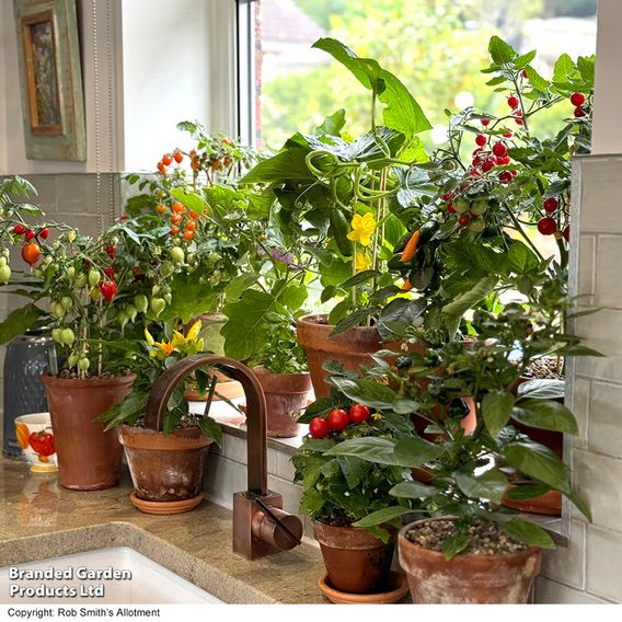 Nurseryman's Choice Vegetables for Small Spaces