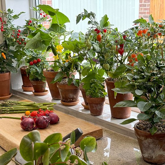 Nurseryman's Choice Vegetables for Small Spaces