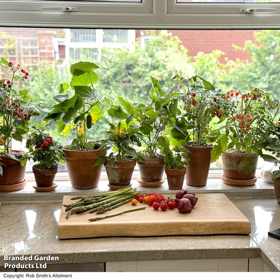 Nurseryman's Choice Vegetables for Small Spaces