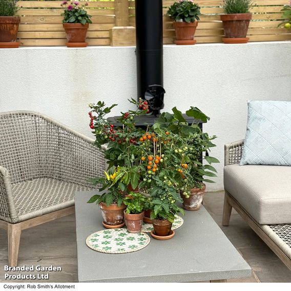 Nurseryman's Choice Vegetables for Small Spaces