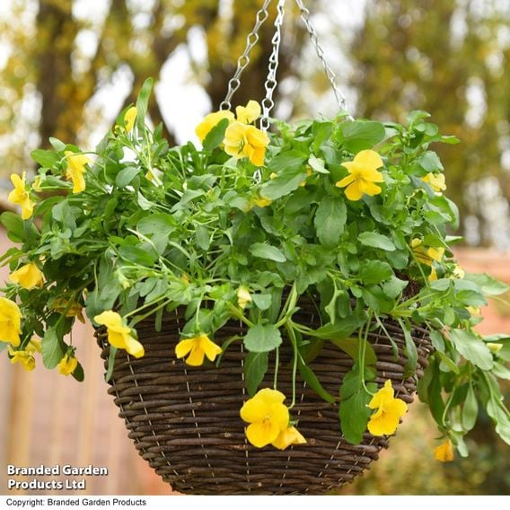 Viola 'Spring Yellow'