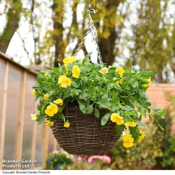 Viola 'Spring Yellow'