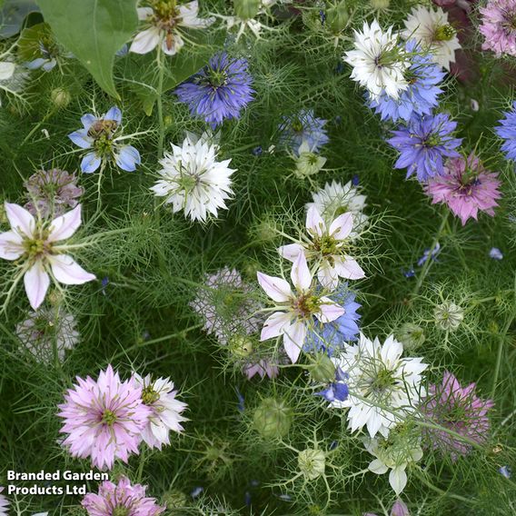 Nigella 'Persian Jewels' - Seeds