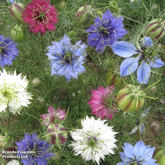 Nigella 'Persian Jewels' - Seeds