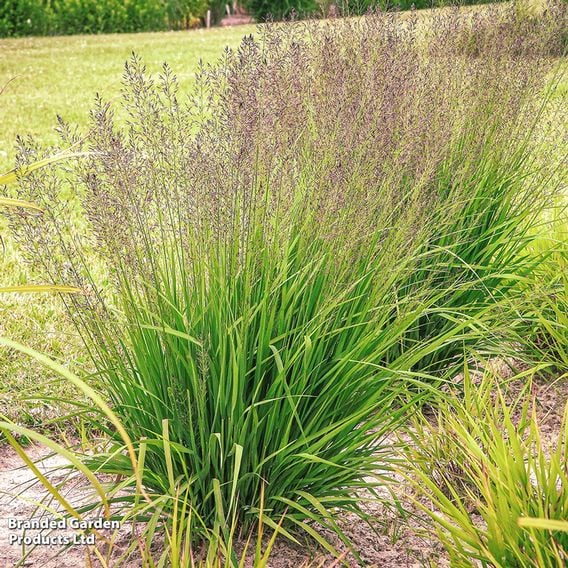 Molinia caerulea 'Banshee'