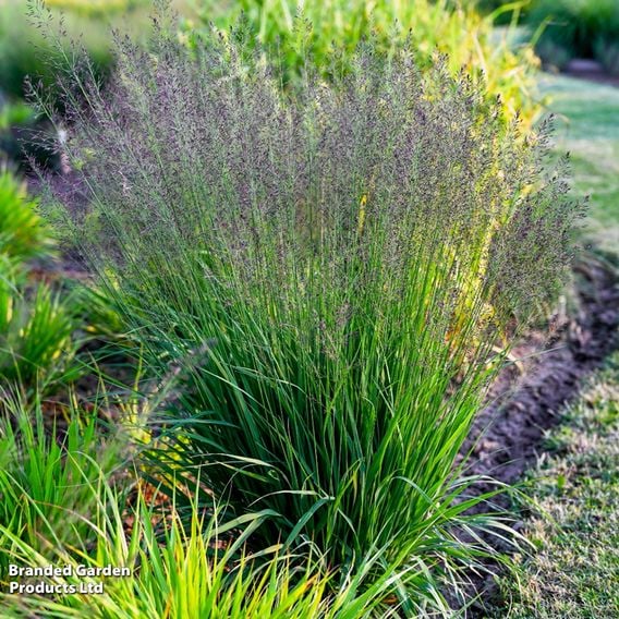 Molinia caerulea 'Banshee'