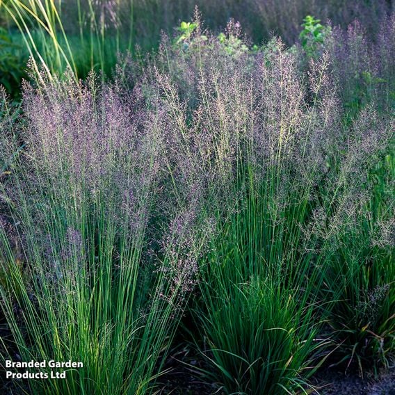 Molinia caerulea 'Banshee'