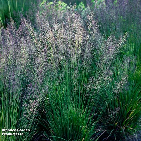 Molinia caerulea 'Banshee'