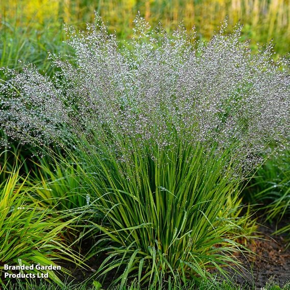 Molinia caerulea 'Banshee'