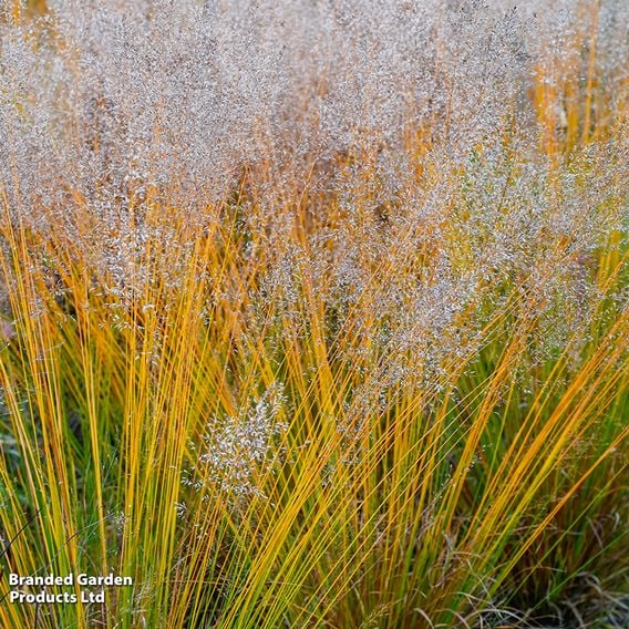 Molinia caerulea 'Banshee'