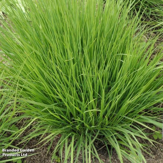 Molinia caerulea 'Heidebraut'