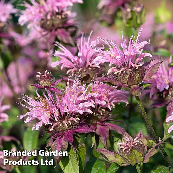 Monarda didyma